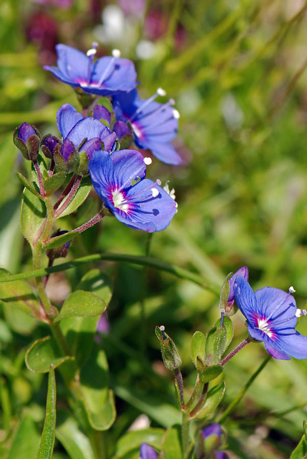 Veronica fruticans / Veronica fruticosa